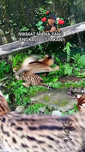 MENYALA F1 BENGAL KU 😍😍🔥🔥 #fbpro #fypreels #reelsfb #reelfb #hybridlovers #CatLovers #kucinghutan #asianleopardcat #funnycat | Surya Kelana