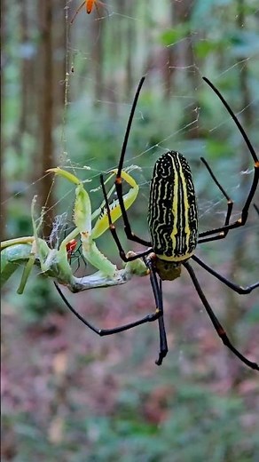 Giant Spider Hunts a Praying Mantis – A Deadly Predator Showdown!