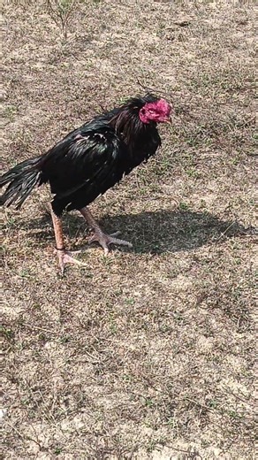 tamil Sandai seval kaal veekkam