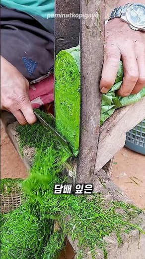 담배 잎 건조 방법