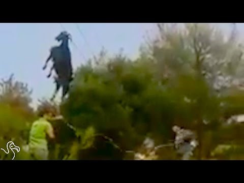 Goat Gets Stuck On Wire And Walks Away Like Nothing Happened