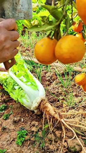 How to Plant and Harvest Lettuce | EasyGarden Method#stysfying #viralvideo