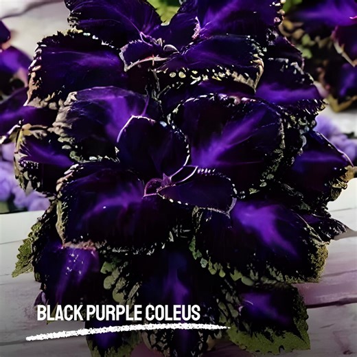 25 Black Purple Coleus Seeds: Rare Heirloom Ornamental Foliage - Etsy