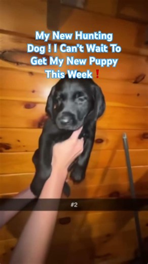 Lab Puppy Bred From Duck Hunting Dogs! Can’t Wait to get my new Puppy and start Training it! #puppy