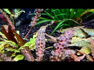 Cryptocoryne Jacobsenii PINK!