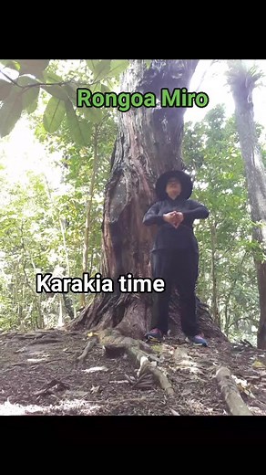 Karakia with the Miro tree today Miro trees provide ecological benefits by feeding native birds like the kererū and serving as a source of timber and building material. Traditionally, various parts of the tree were used in Māori and European medicine for ailments such as stomach aches, wounds, and bronchitis. Ecological and environmental benefits include providing a food source, habitat, soil stabilization, and acting as a carbon sink. The red berries are a vital food source for native birds, es