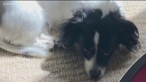 Pandemic pooch problem; dog bites and off-leash violations on the rise