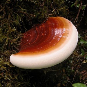 Beneficios de Ganoderma: Sus propiedades para la salud humana - Vendiendo