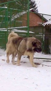 When the snow falls, it brings a smile to young faces, and these dogs are also having a great time 😂 #jozodogs #dog #dogs #caucasianshepherd #dogs #animal | Jozo Dogs