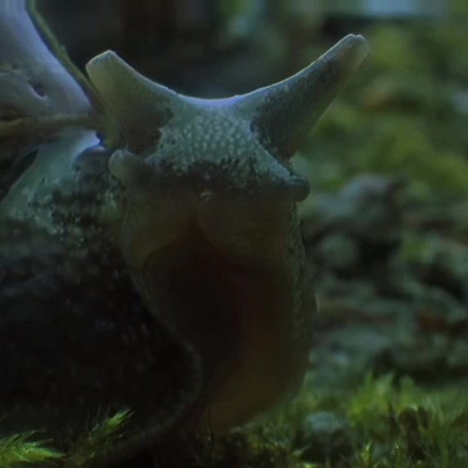 Snail 🐌🎷 #fyp #snail #edit