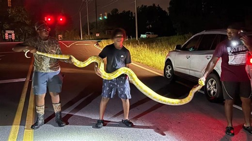 Giant python found roaming near school campus in South Carolina