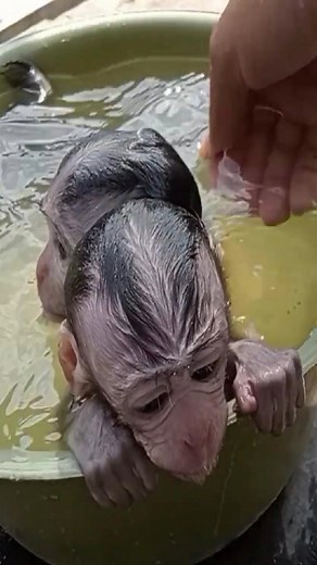 Poor Monkeys Having Cold Bath | Baby Monkey TV3
