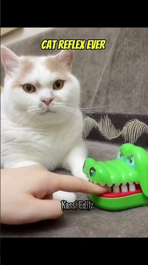 Cat Reflexes on Another Level 😱 | Fastest Cat Reactions Ever#edit #catreflexes #trollface