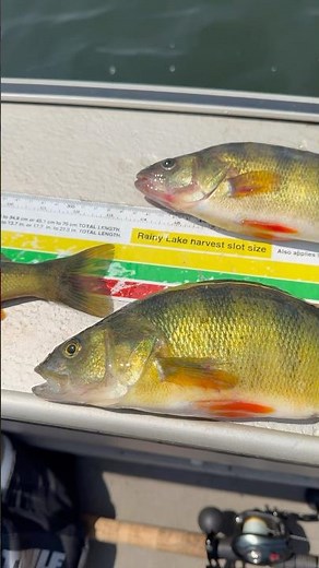 Not a bad day out on Lake Michigan 💪🏻#perch #perchfishing #lakemichigan #wisconsinfishing