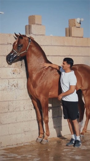 Heartwarming Bond with a Purebred Arabian Stallion: Gentle Grooming & Care