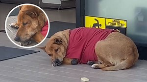 Eternal friendship: dog waits for its deceased owner every day