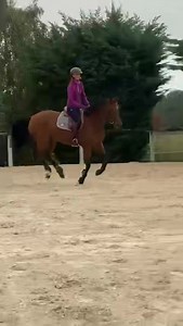 Tuesday Exercise - Elevate Your Ride: Cavaletti & Panels Training! ✨🐴 Benefits: 1️⃣ Precision & Agility: Stride with grace and precision. 2️⃣ Mental Focus: Sync mind and movement rhythmically. 3️⃣ Communication Boost: Enhance rider-horse connection. 4️⃣ Unity & Trust: Conquer obstacles, build unbreakable bonds. 5️⃣ Physical Peak: Strengthen, flex, and boost overall fitness. 6️⃣ Language of Understanding: Deepen connection and respect. 7️⃣ Elevate Your Ride: Experience the beauty of harmonious m