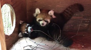 Columbus Zoo shows you what red pandas do in their nest box