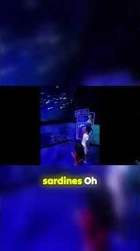 Why do sardines swim with their mouths open?