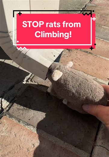 Ultimate way on how to stop rats from climbing up your gutters DIY! #gutters #downspout #rats #diy