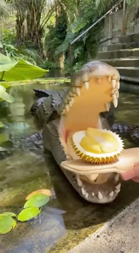 Exotic Taste Test: Watch a Crocodile Try the King of Fruits! #funny #cute #animals
