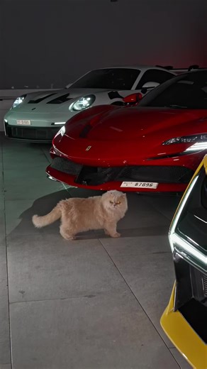 Cat Sounds: Playful Vroom Vroom Meow Compilation