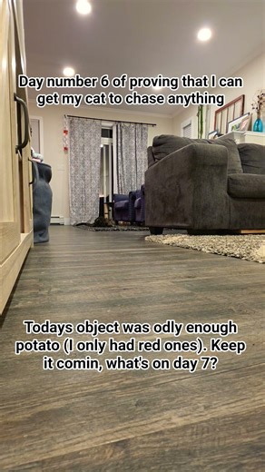 day number 6 of proving that I can get my cat to chase anything #day6
