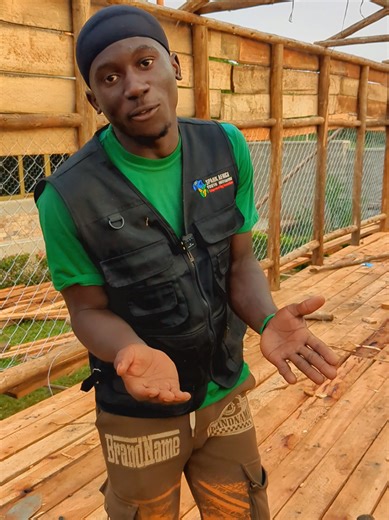 Optimal Poultry Structure Setup for 2500 Birds