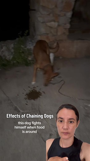 Effects of Chaining Dogs: Why Long-Term Tethering Changes Behavior