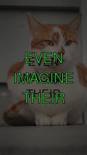 Why Cats Have Such a Flexible Back Cats are amazing creatures and one of their coolest...