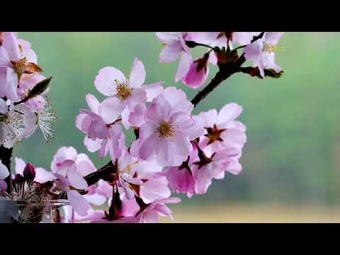 Beautiful Spring Tree Blossoms in Slow Motion — Silent Floral Footage