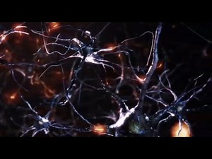 How the Brain Constructs Our Perception of Reality