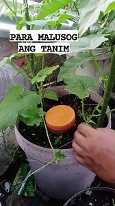 recycled plastic jars for compost materials #viralreels #fypviralシfyp #viralreelsfb #reelsfypシ #followersreels #viralreelschallenge #trendingreelsvideo #fypシ #reelschallenge #gardentips #plantingtips #gardening #Canaan #organicfertilizer #trendingpost #trendingnow #highlights #viralpost #millionviews #followforfollowback #follower #organic #follow #compost | Canaan All in One Fertilizer Original Direct Supplier