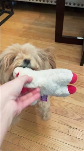 Toy delivery service 🐾#doggielife #puppy #yourpet