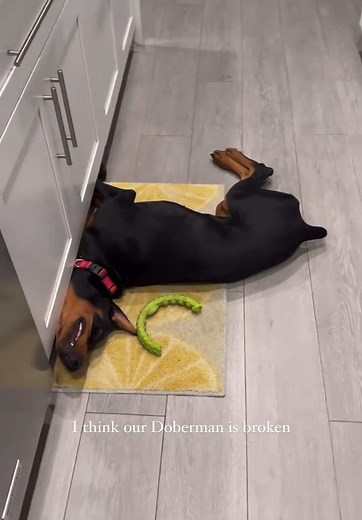 Understanding Lemon Symptoms in Dogs