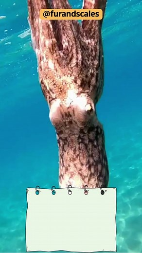 Unveiling the Secrets of Octopus Ink: Defense, Chemistry, and Culinary Delights Octopus ink is a dark, pigment-rich substance that octopuses use as a defense mechanism against predators. When threatened, an octopus releases ink to create a cloud of darkness, confusing and distracting its attackers. The ink is produced and stored in a specialized organ called the ink sac, located near the octopus's digestive system. The sac contains a mixture of melanin, mucus, and other compounds that give the i