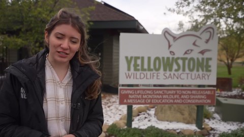 'Sightings are daily': Montana wildlife officials offer safety tips after Yellowstone bear attack