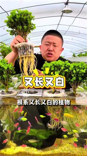 Create a Waterfall Effect in Your Fish Tank - DIY Guide