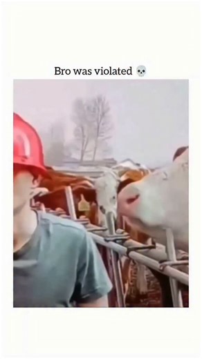 Explorer on Instagram: "This video is a short, humorous clip often referred to as a "fail" or "prank" video. Here is a breakdown of what happens:Video SummaryThe video shows a man wearing a red hard hat standing next to a cattle fence. A cow leans over the railing and unexpectedly licks the man's face with a very long, enthusiastic tongue.The man’s reaction is one of pure shock and disgust; he immediately recoils and wipes his face while appearing to gag. The caption "Bro was violated 💀" is a c