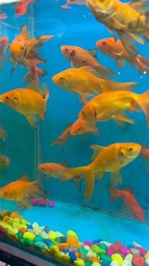 first fish tank setup for beginners