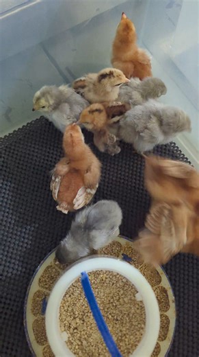 A variety of heritage breeds chicks and bantam ee are available for pickup. Pm | Cajun Creek Farm