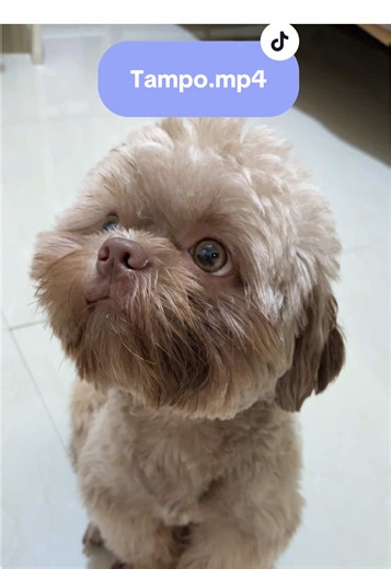 Nagtampo agad 🥹🥲 #dogsoftiktok #fyp #furbaby