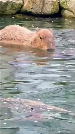 🌸 Kapibara locsolóversek 🌸 #capybara