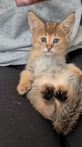 The Savannah F1 servalin kitten has a very beautiful small spot 🐾💗 SafariPride cattery 💌🐾 #wildanimals #bengallife #catlover #serval #f1savannah #kittenlife #kitten #luxurycat #savannahf2 #servalcats #travel #catvideos #savanna #cat #bengal #f1savannahcat #servalkitten #dog #amazing #savannahf1 #life #kittenlife #savannah #baby | Cattery Savannah SafariPride
