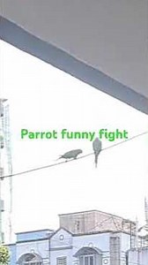 parrot fight