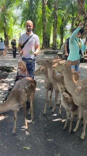 See lots of cute deer at Bali Zoo #animals #zoo #cute #zoo