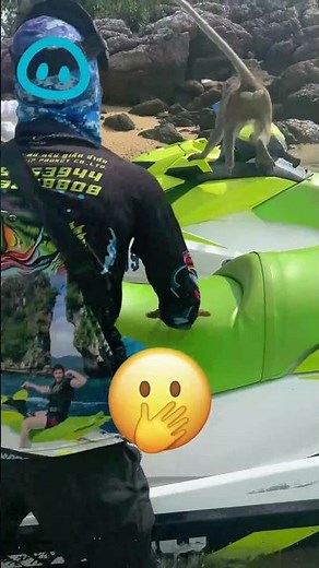 Monkeys doing human like things 😂