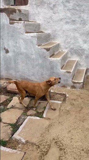 Desi Dog Fearlessly Barking at Cow 😲🐕 | Real Street Animal Moment #shorts #barkingbliss