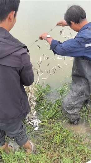 Traditional Gill Net Fishing Technique