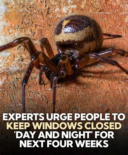 131K views · 270 reactions | Close your windows — or risk a bite. dangerous spider is creeping in… Full details in 1st comment | History Dosage | Facebook